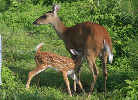 White-tailed Deer